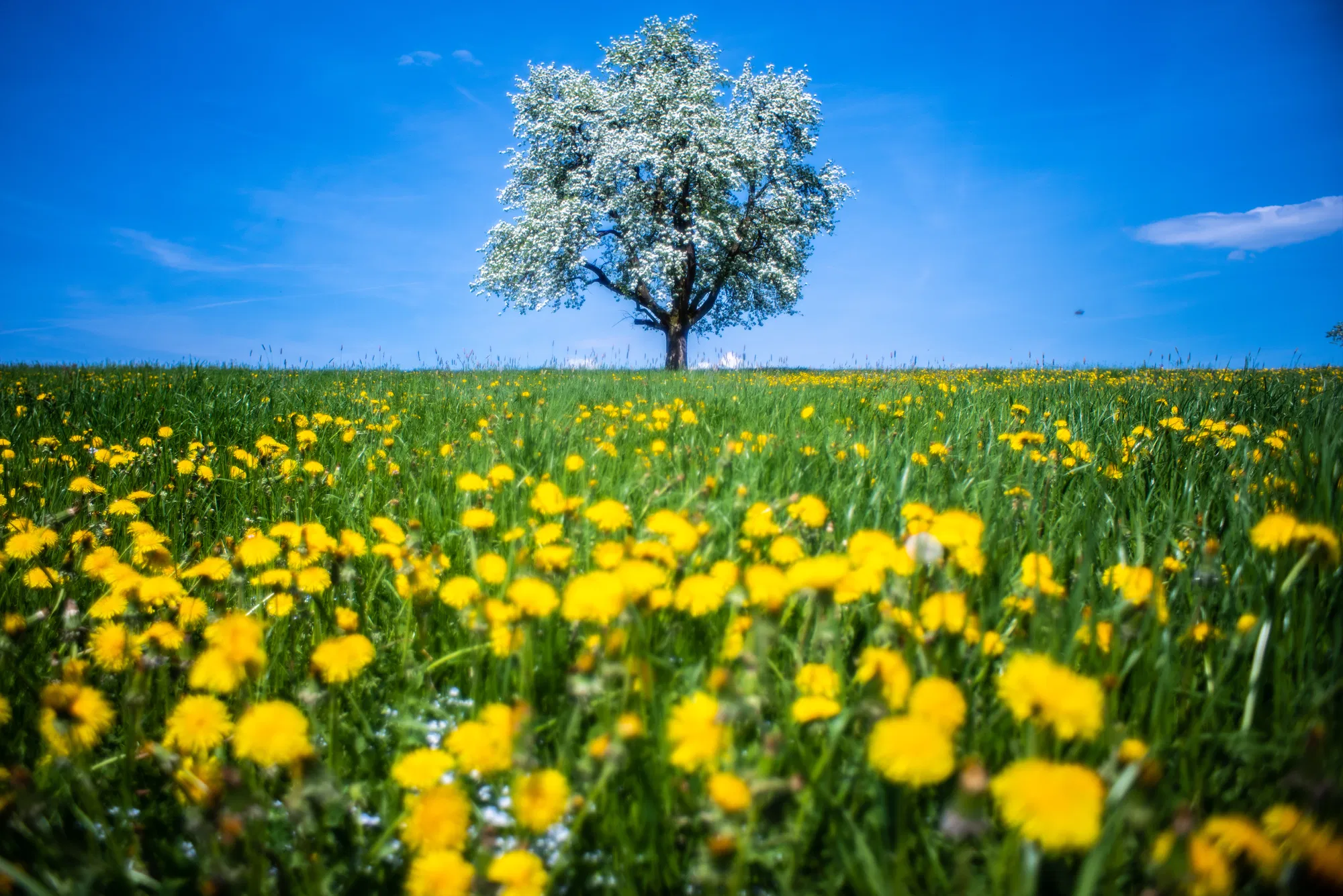 Blooming spring — FINAL