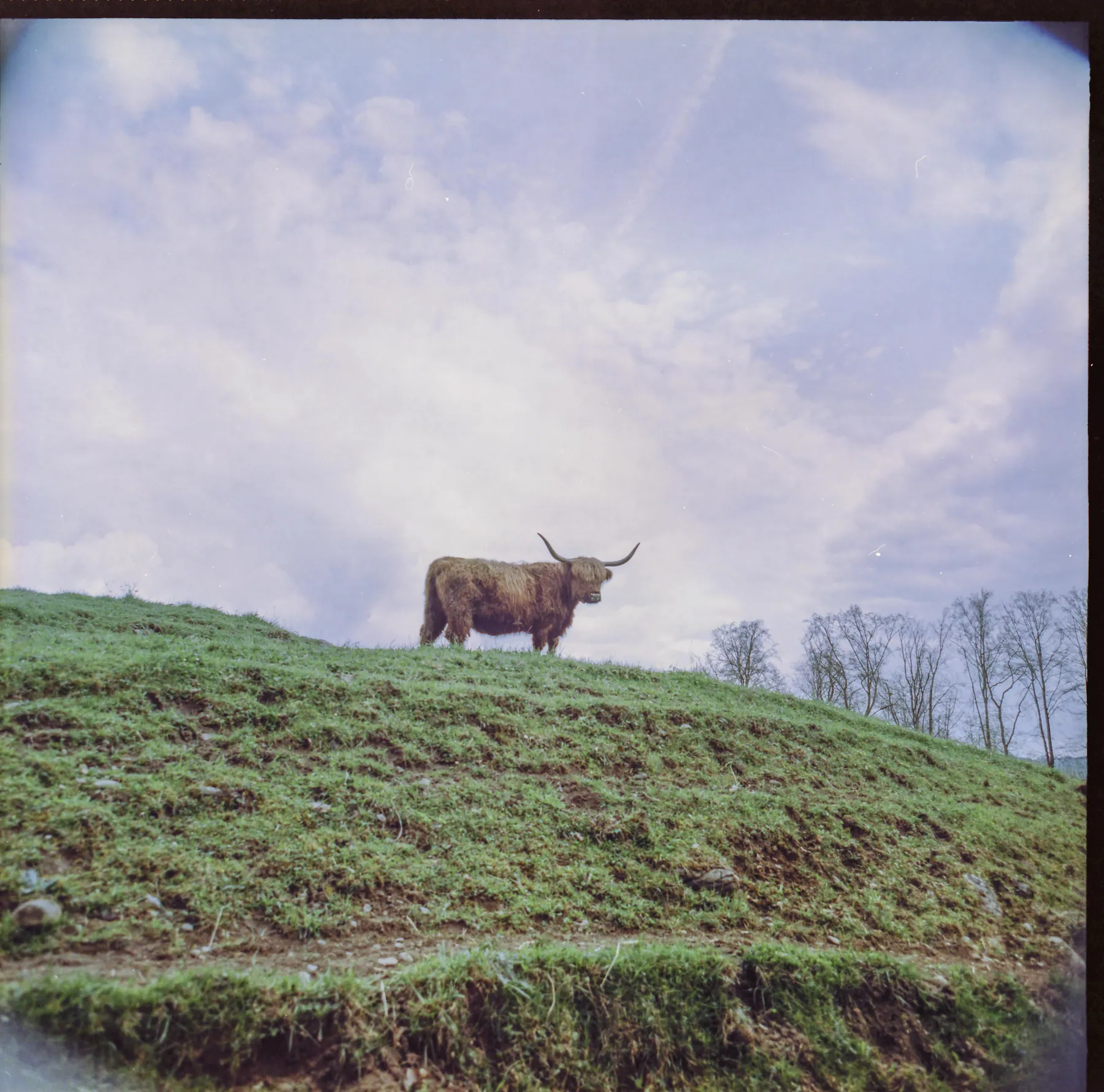 Analog photo 037