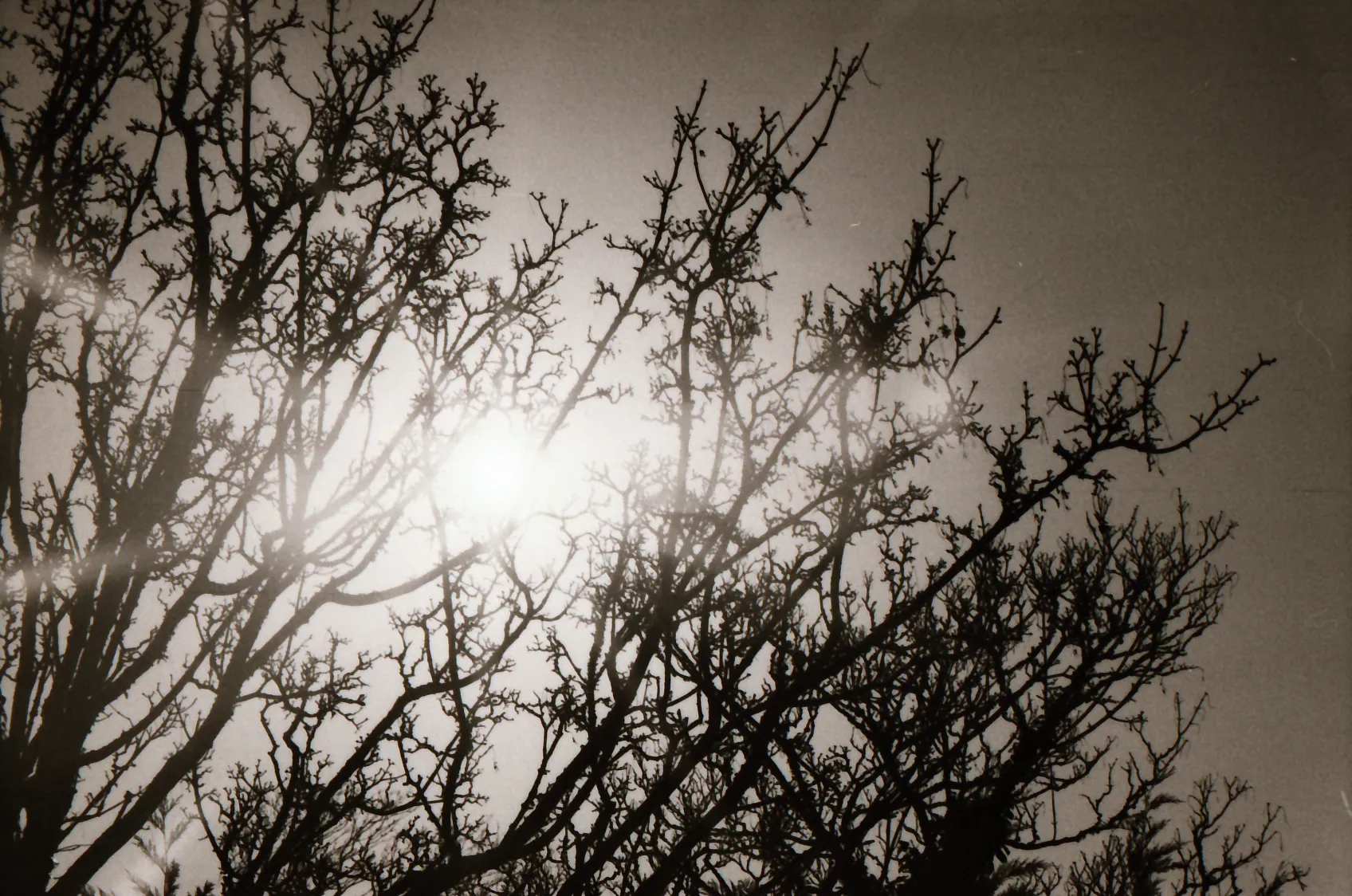 Analog photo 035