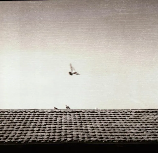 Analog photo 031