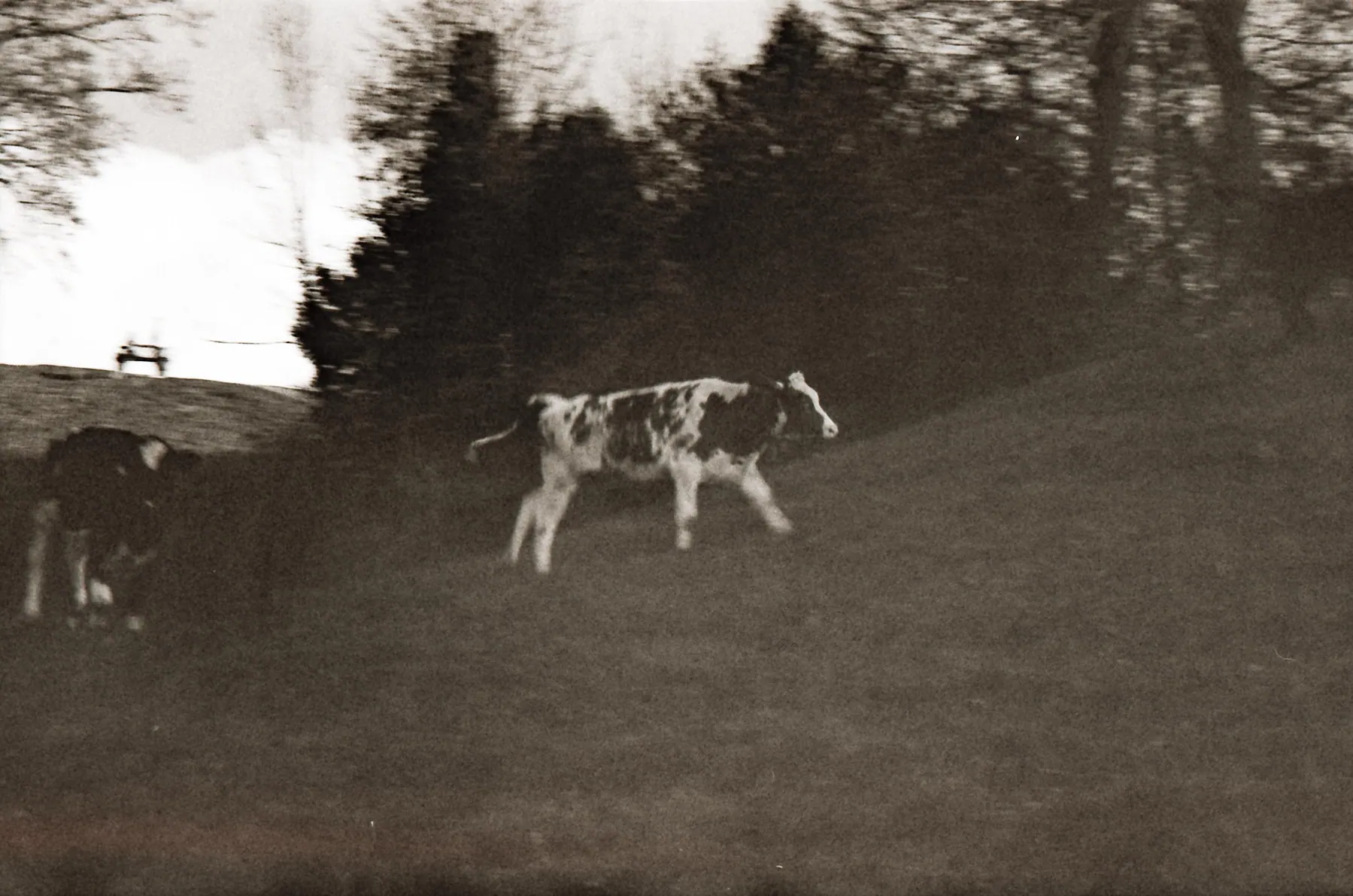 Analog photo 030