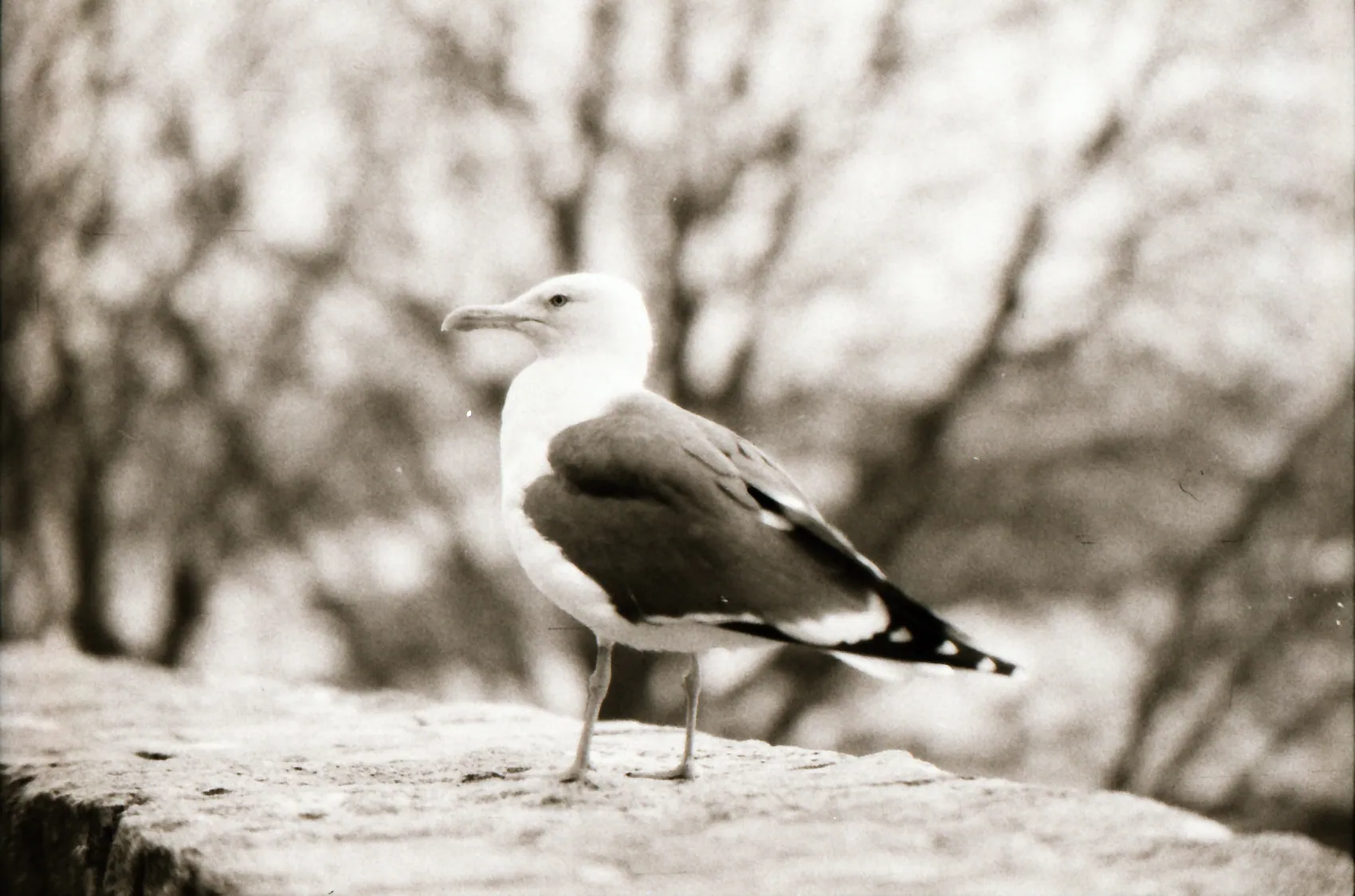 Analog photo 016