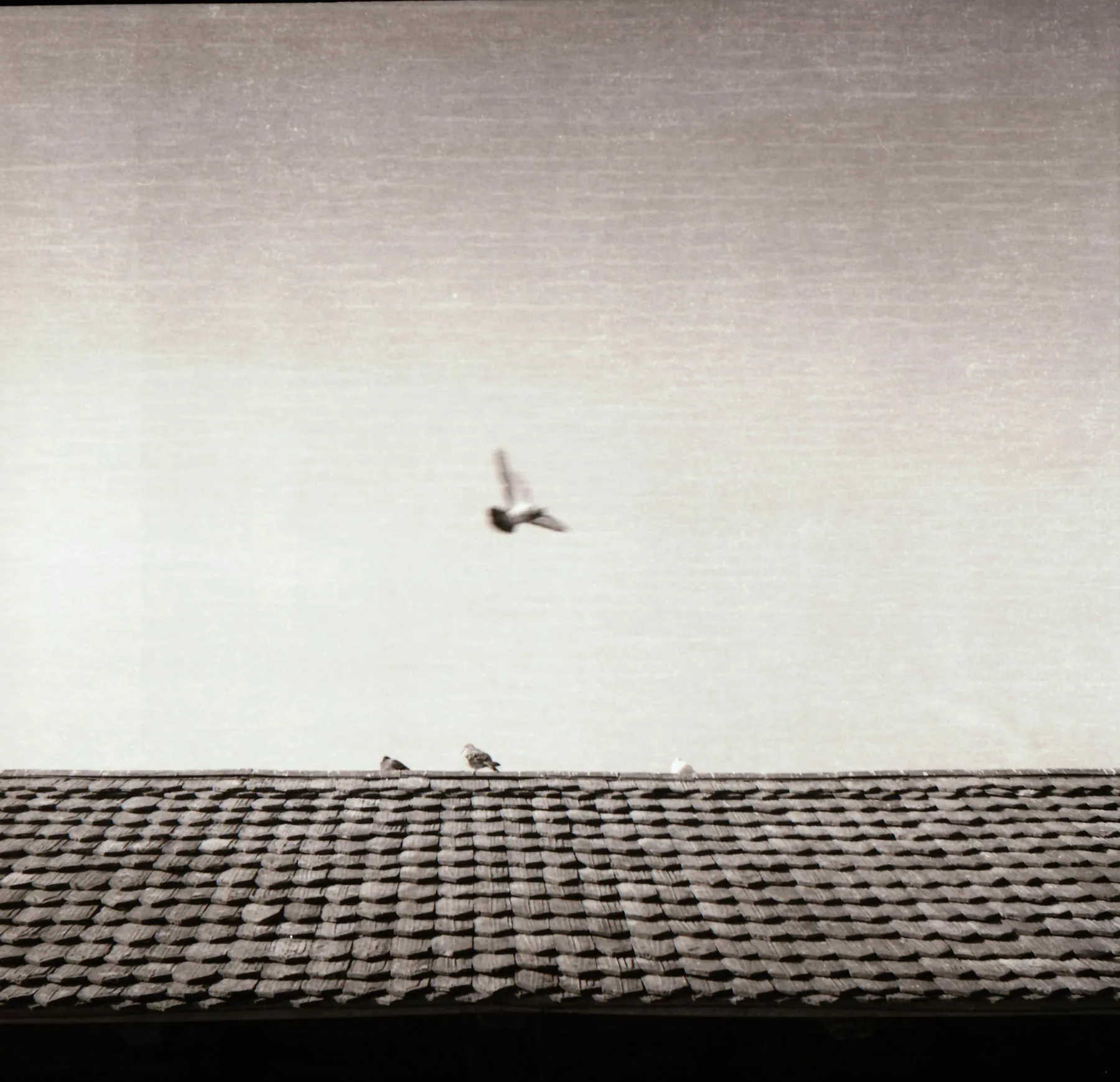 Analog photo 002