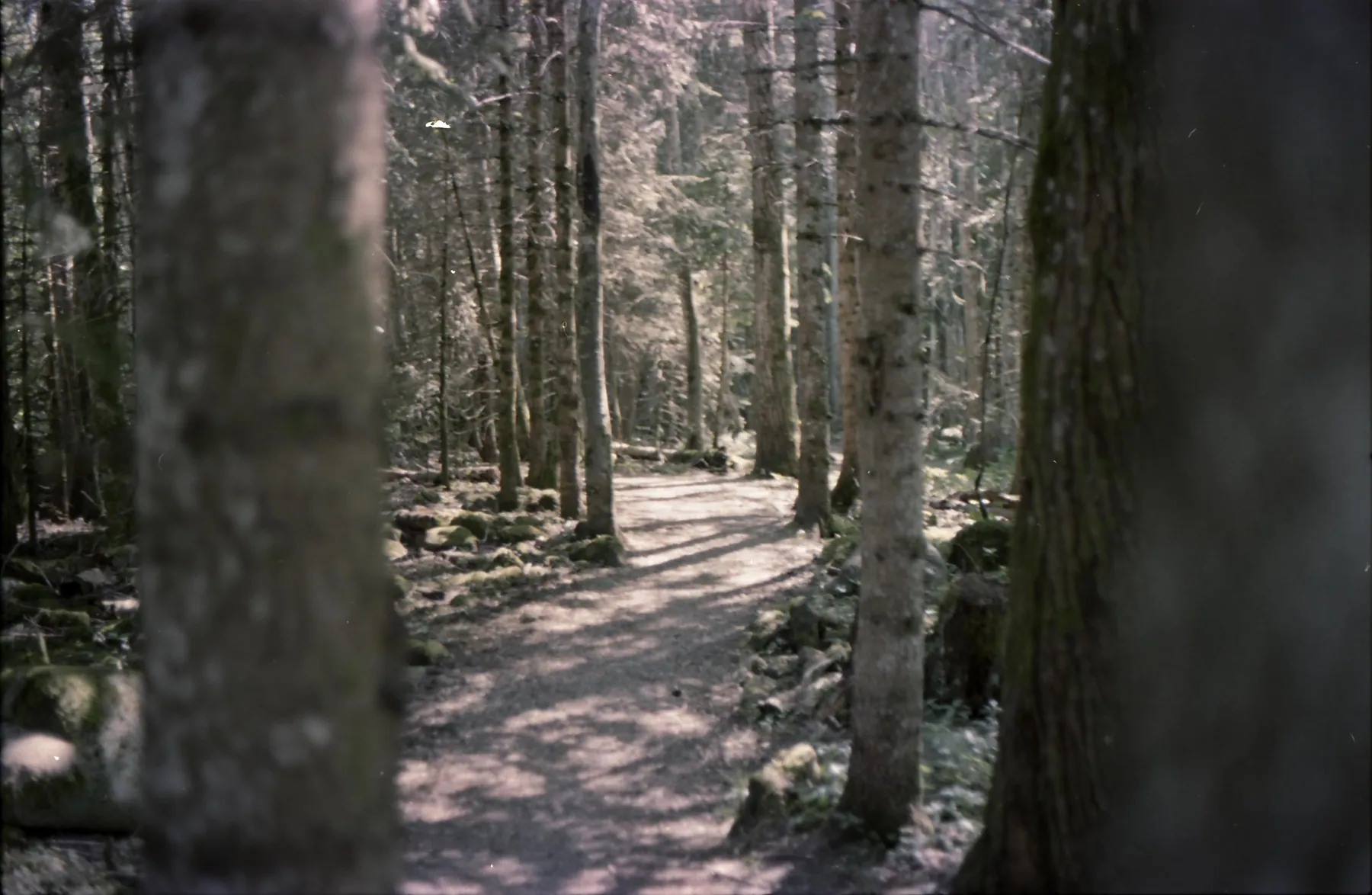 Analog photo 001