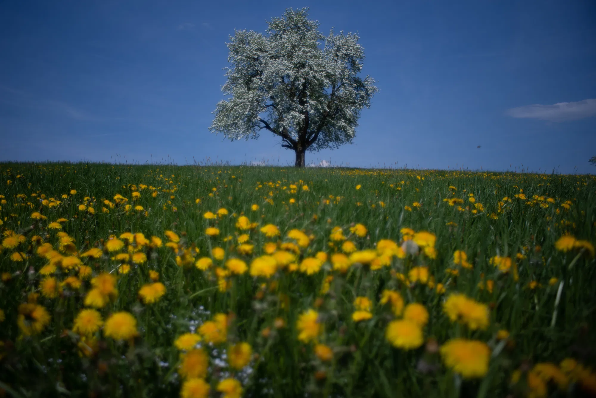 Blooming spring — RAW
