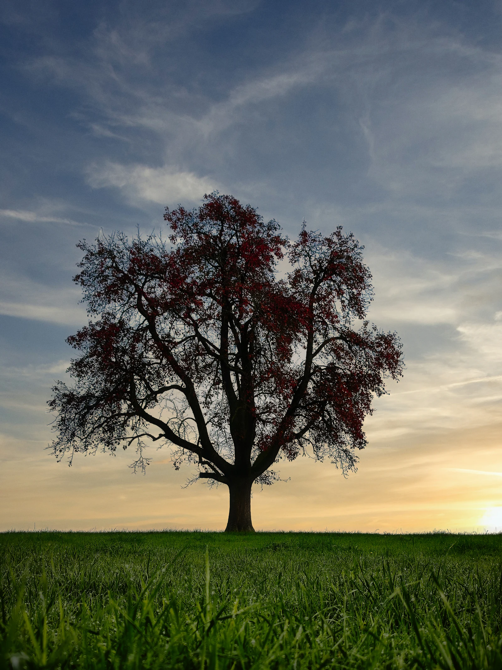 Autumn: the tree in red foliage, completing the Four Seasons series