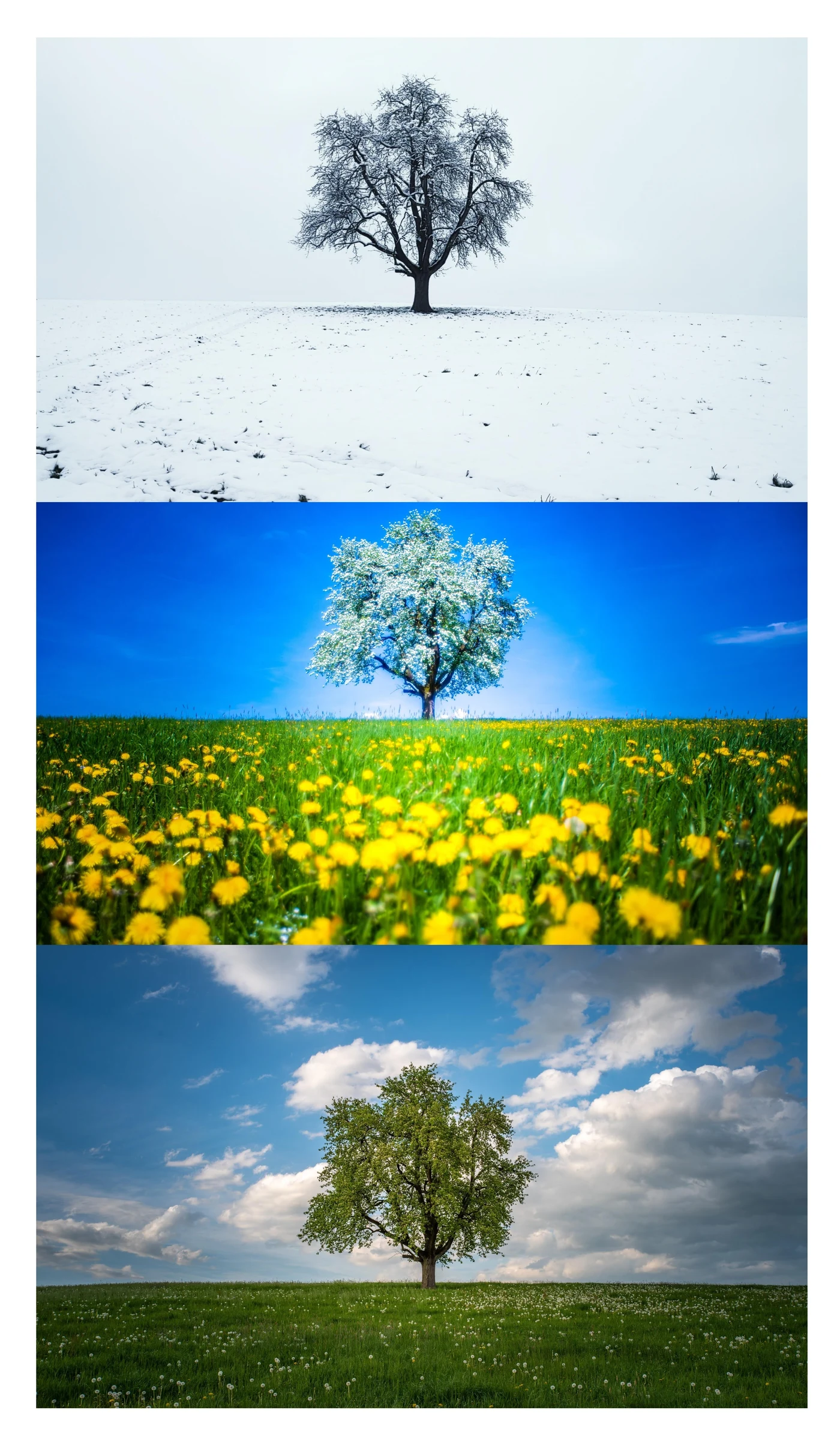 Winter, spring and summer: the original Four Seasons series