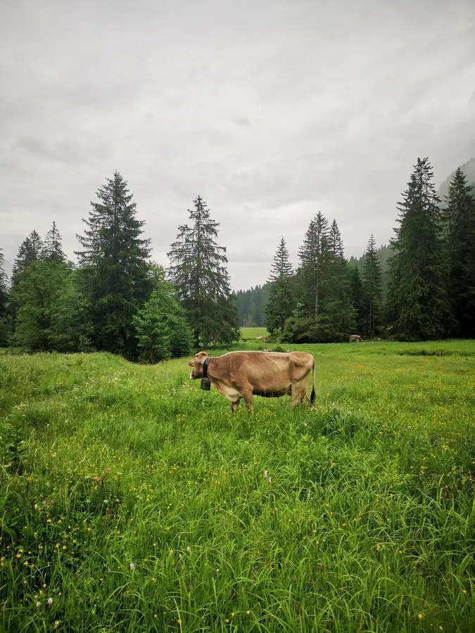 Switzerland snapshot 096